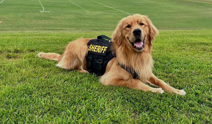 Scooby, a golden retriever in a black SHERIFF vest, lying on a marked practice field